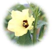 オクラの花
