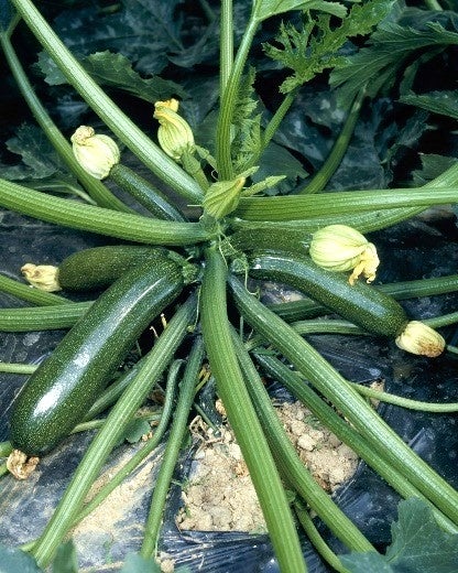 ズッキーニの栽培風景