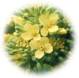 ブロッコリーの花