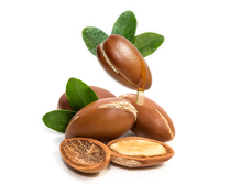 アルガンノキの種子