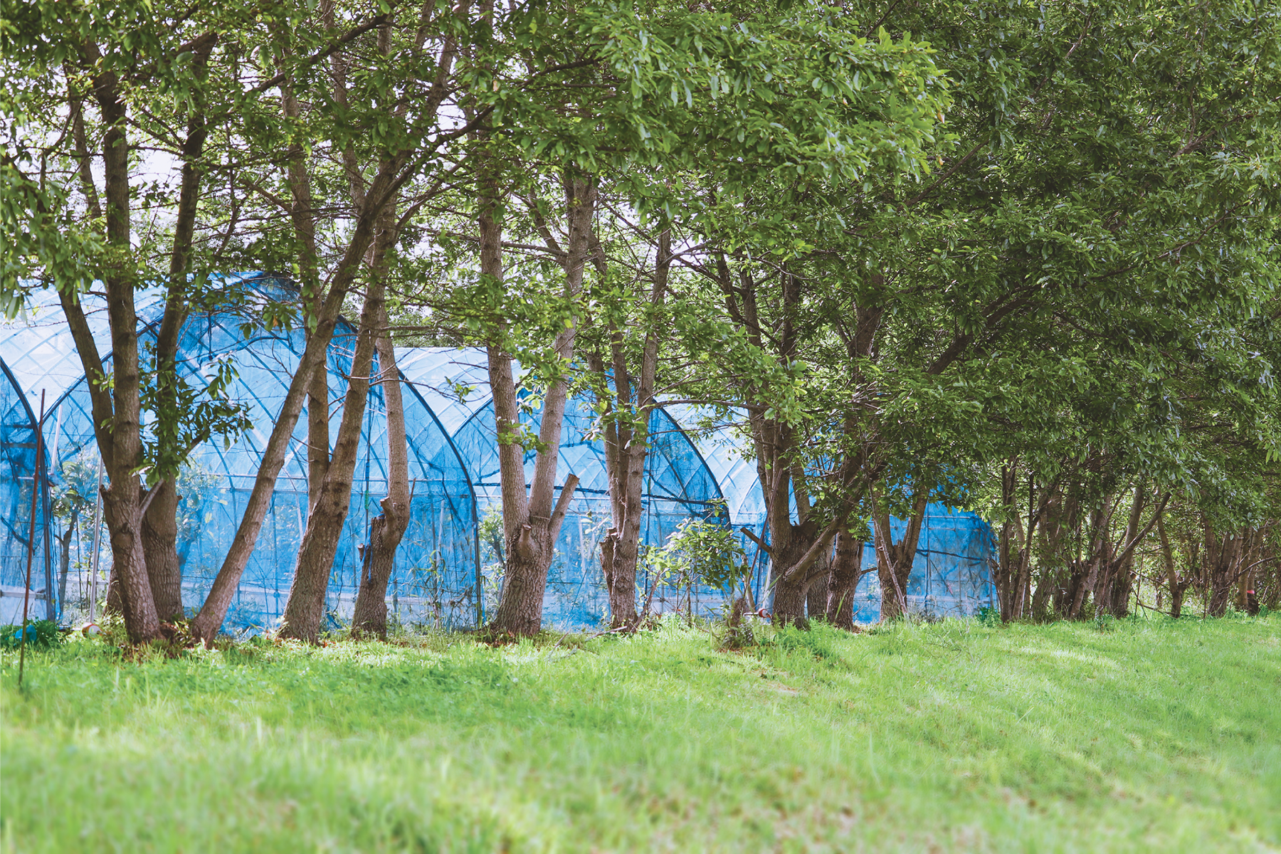 那須にある屋外⾃社養蚕場