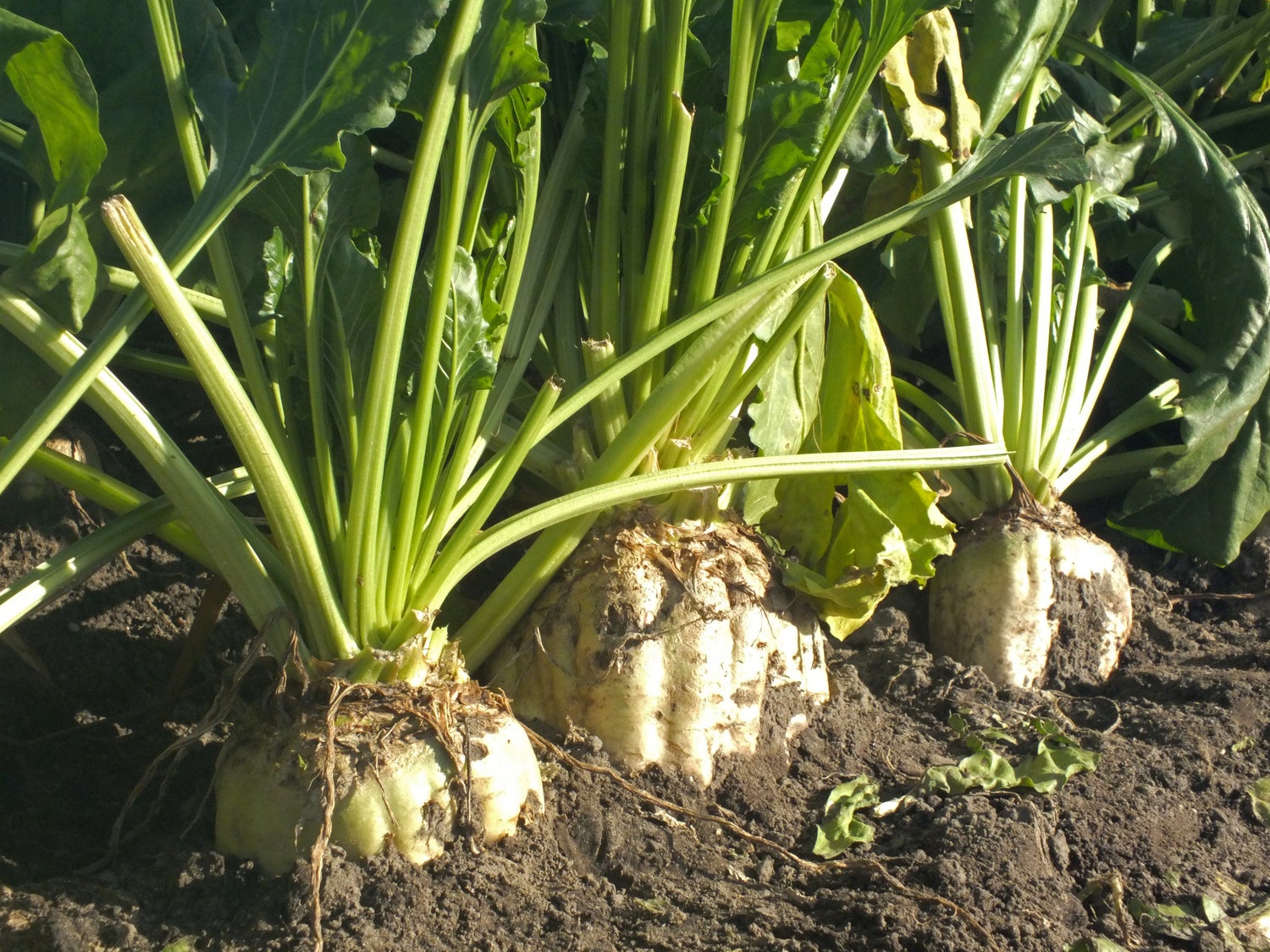 2024年もレモンサワーの年 - “隠し味”で新たなムーブメントを生み出す