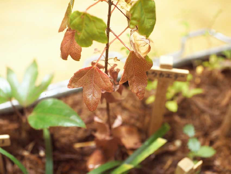 旧桜台団地で採取されたトウカエデの苗木