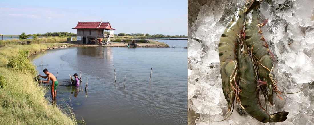 写真左：エビ養殖地で作業する人々、写真右：養殖されたエビ（ブラックタイガー）©WWFインドネシア
