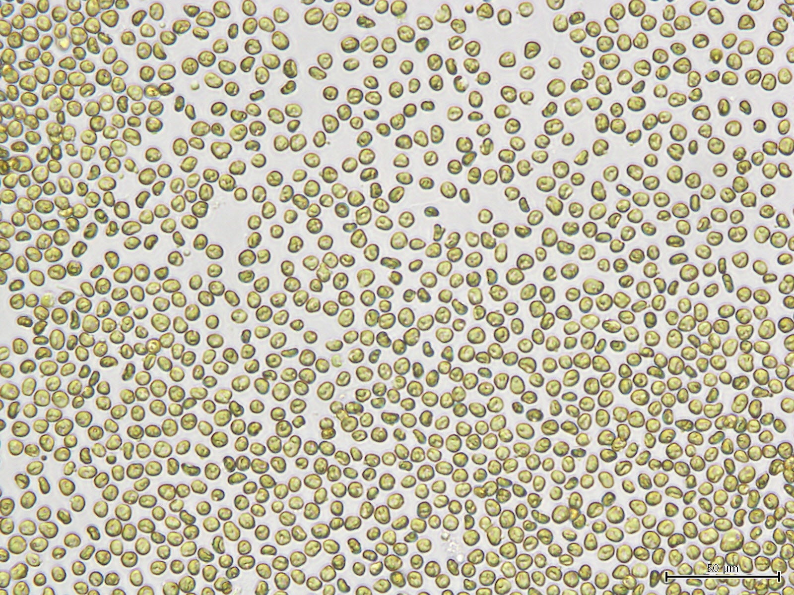 微細藻類Pavlova（パブロバ）