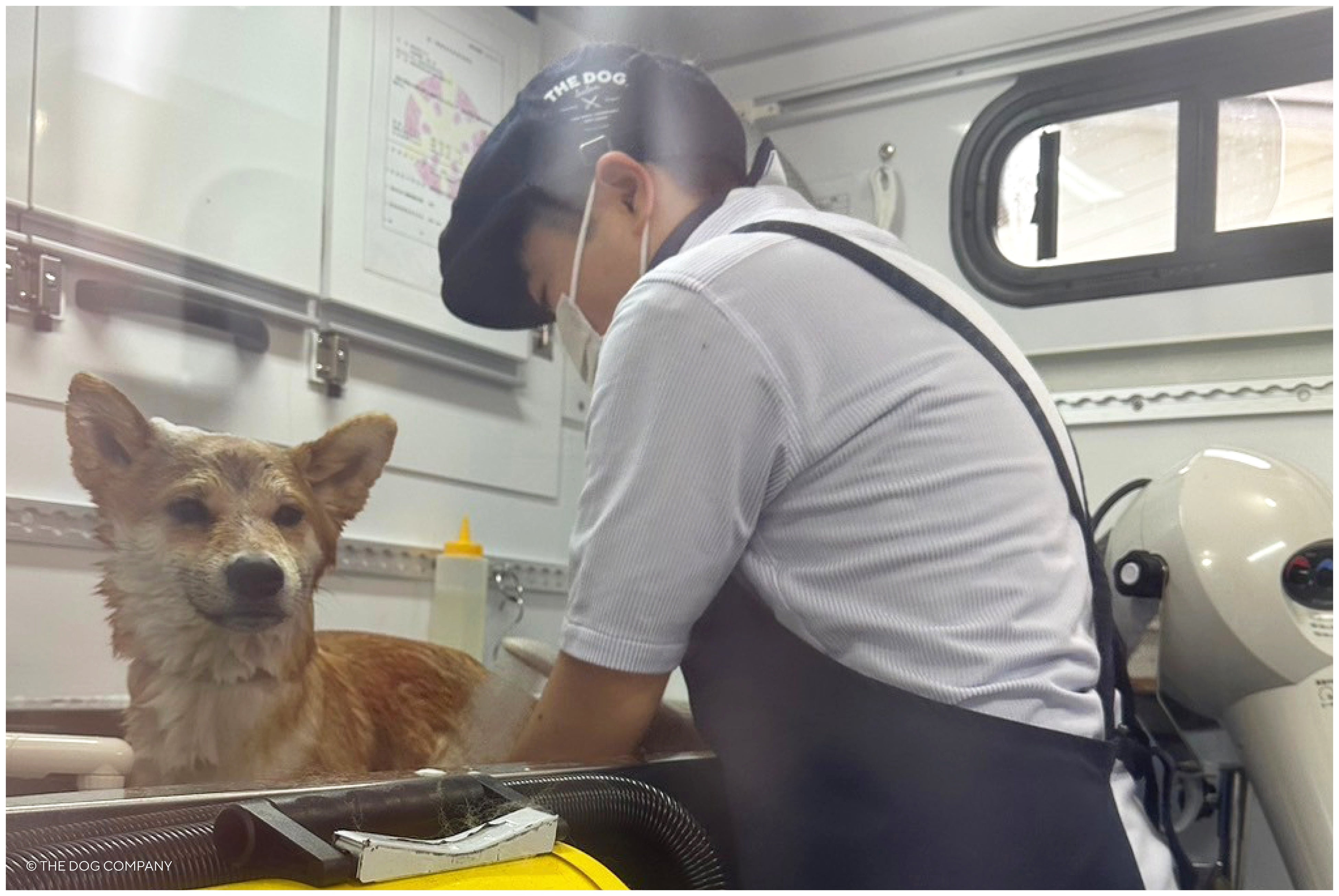 THE DOG™ Salon Trimming Wagon × ピースワンコ・ジャパン 能登半島