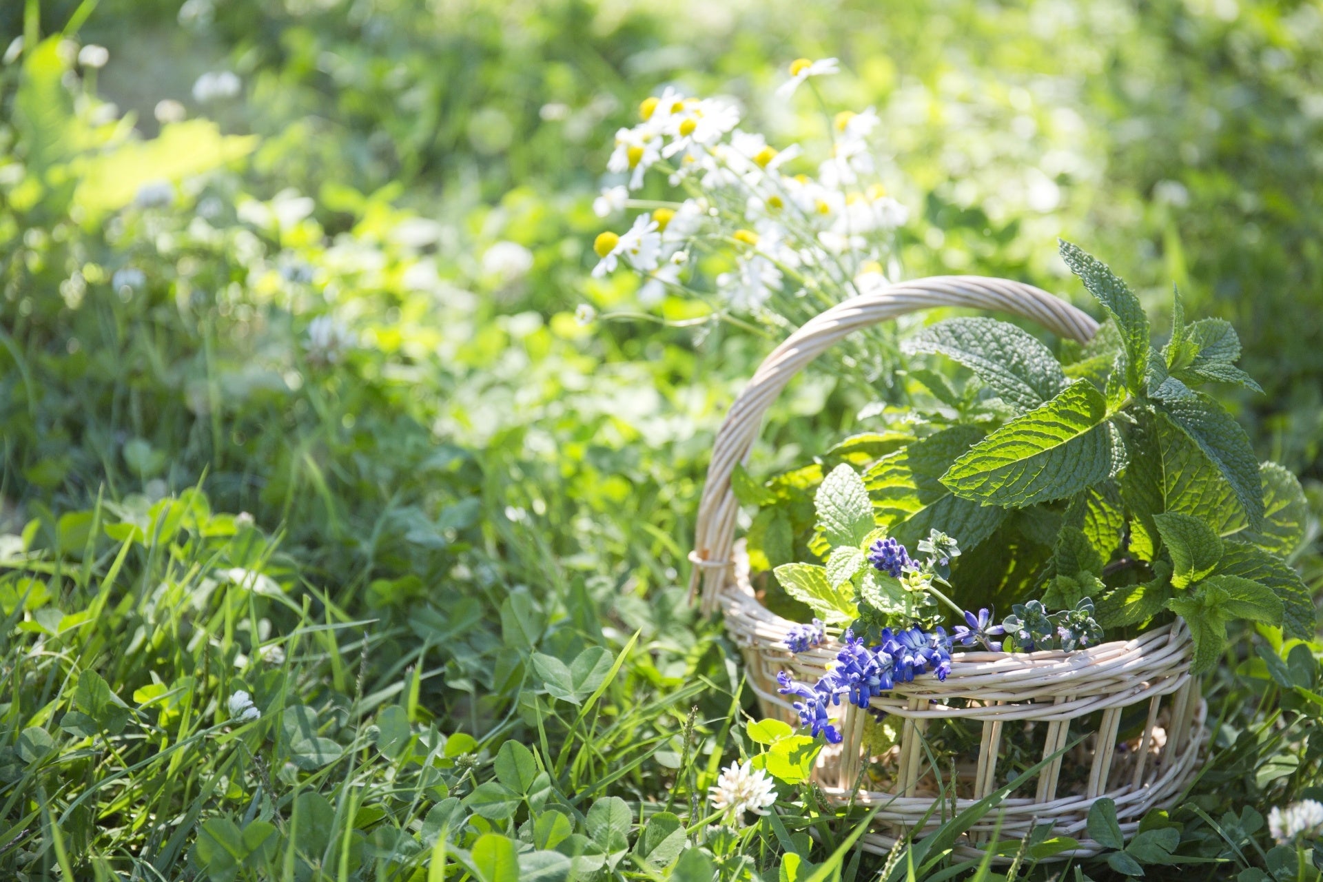 ミントとラベンダーの香り