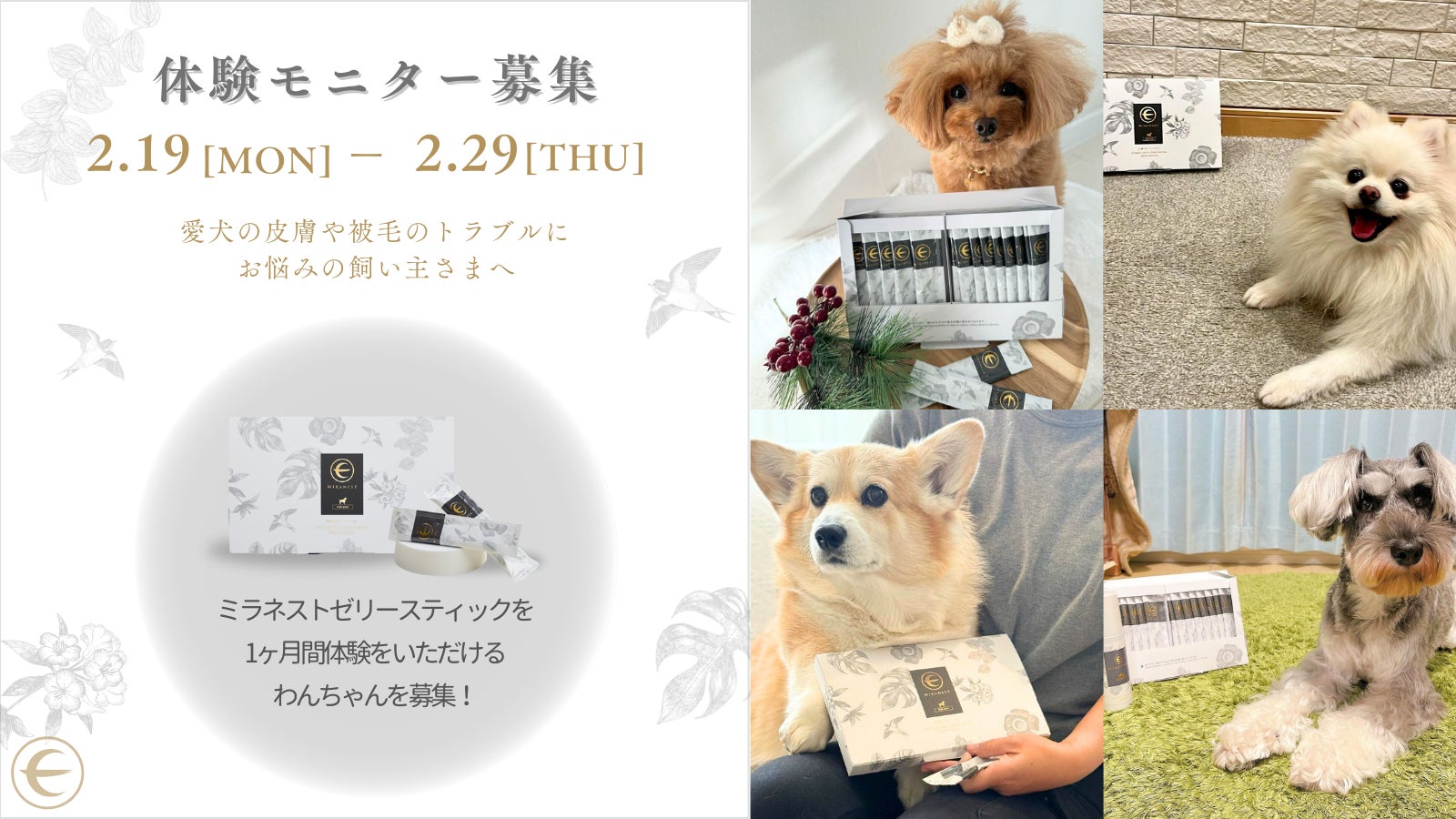 体験モニター募集】91%が実感!ツバメの巣を愛犬に。 | エムスタイル 体験モニター募集】91%が実感!ツバメの巣を愛犬に。 | エムスタイル