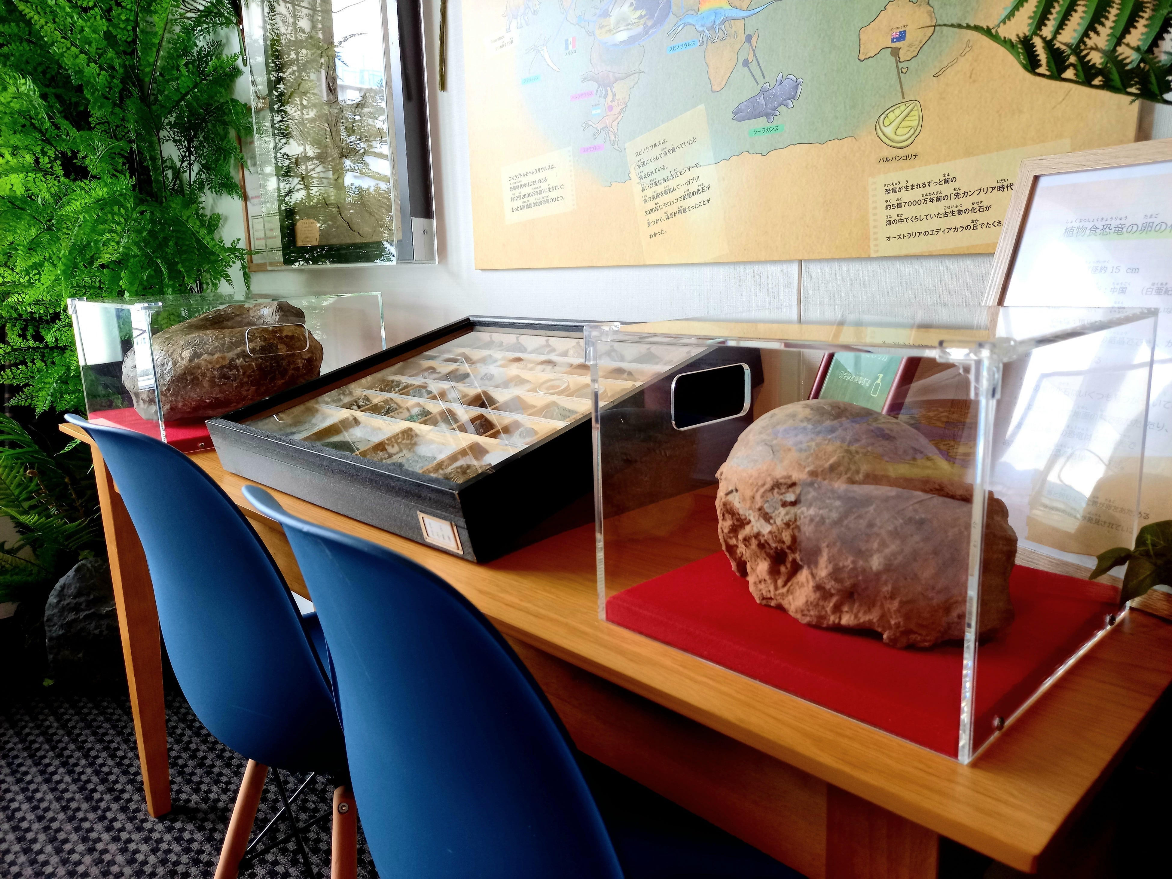 ▲本物の化石の展示