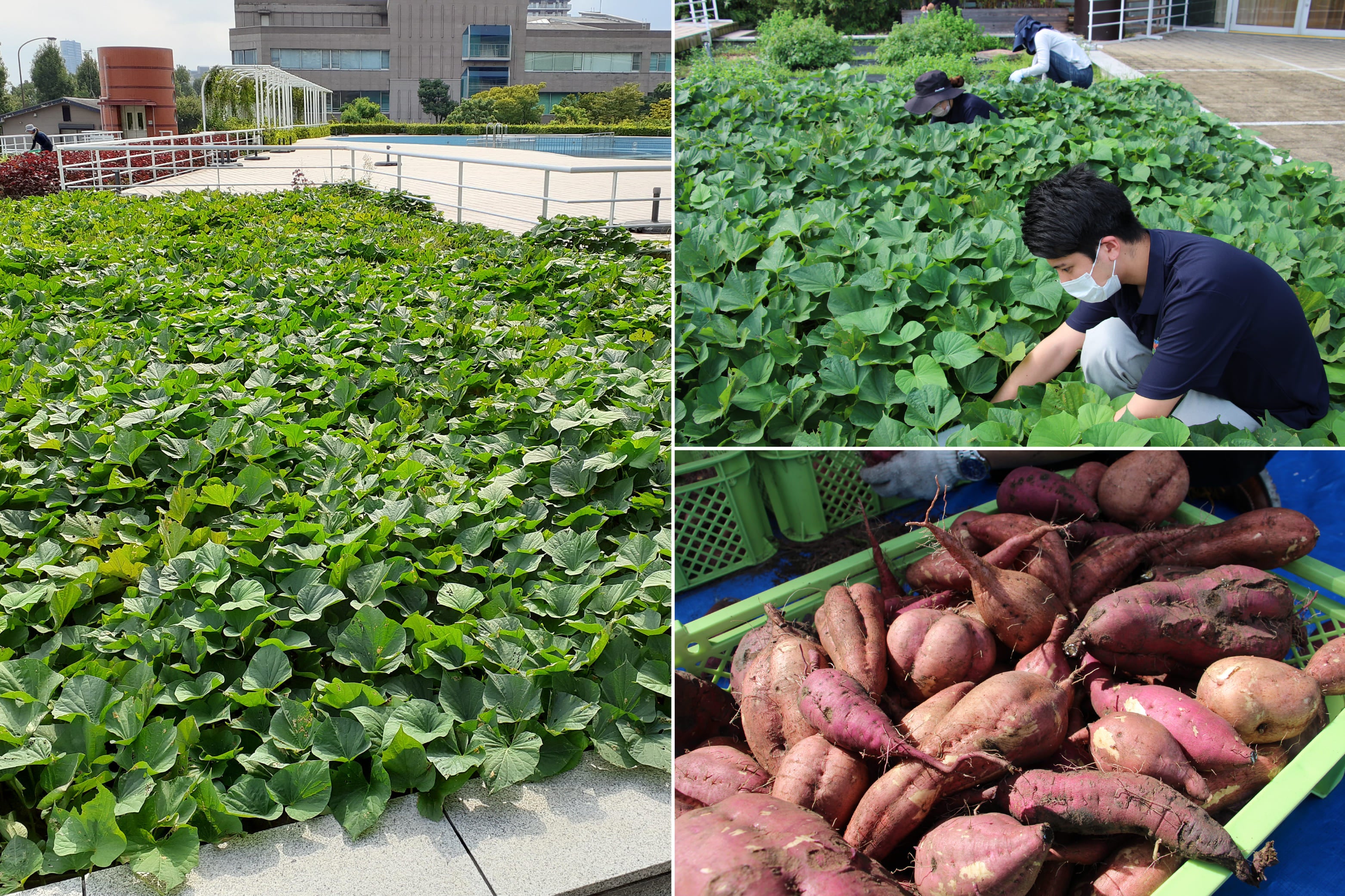 琵琶湖ホテル 山野草プロジェクト 10月19日 水 秋のさつまいも収穫祭 開催 ご取材のお願い 京阪ホテルズ リゾーツ株式会社のプレスリリース