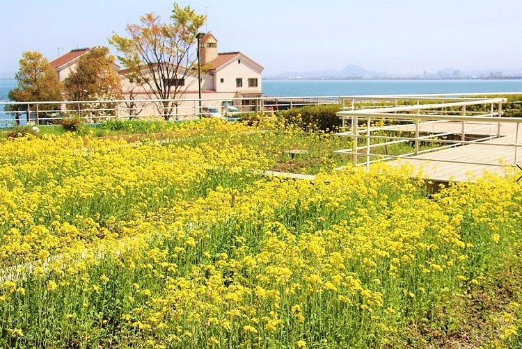 プール横の「小さな里山」