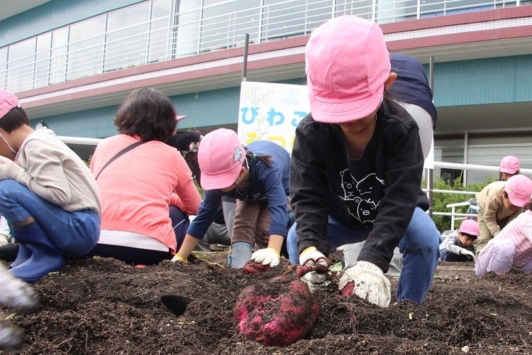 2022年秋・『小さな里山の畑』でのお芋堀りの様子