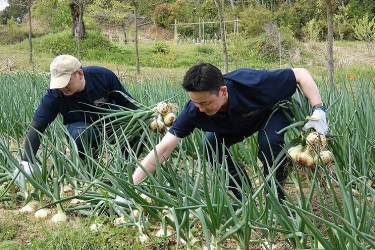 2023年春・『里山の畑』での新玉ねぎの収穫