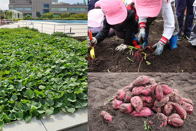 2022年の収穫祭の様子