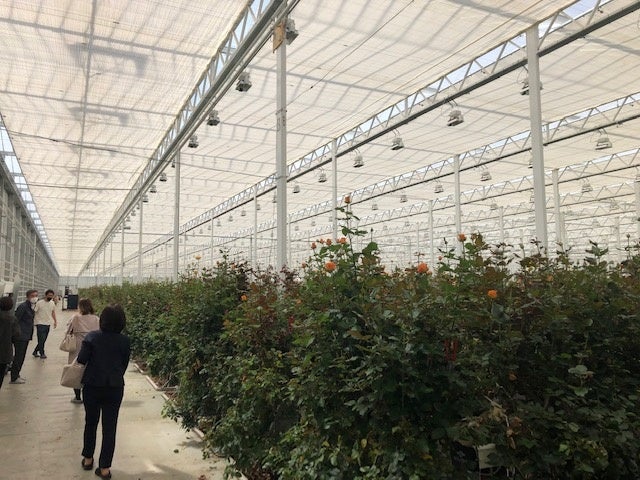 「クニエダ株式会社」のバラ温室