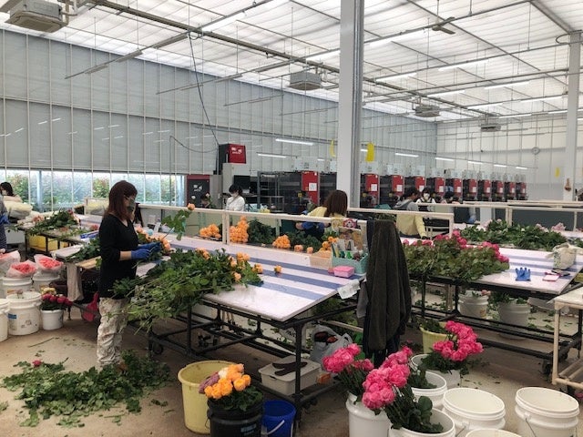 バラの出荷作業の様子