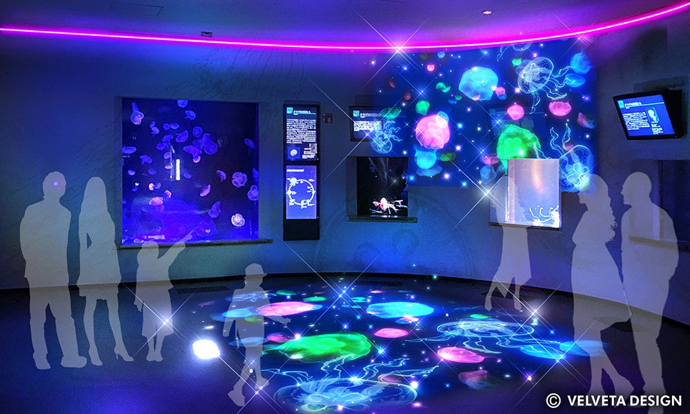 クラゲコーナー