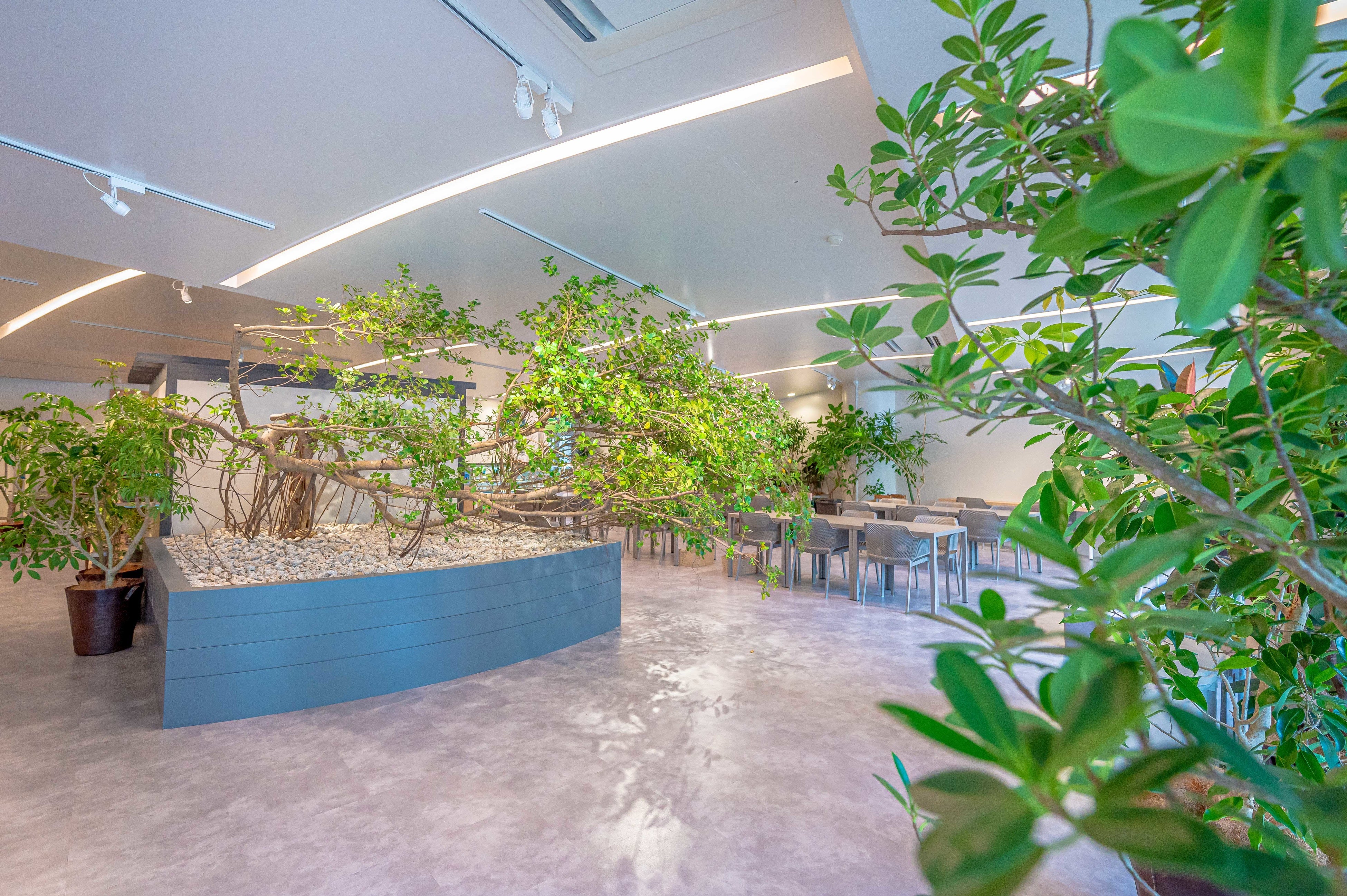 入口正面にはシンボリックなガジュマル