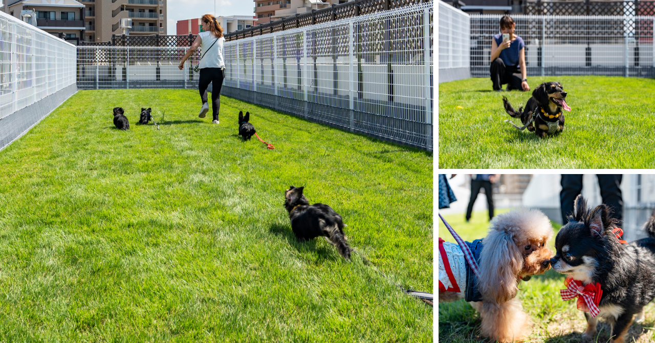 天然芝のルーフトップガーデン