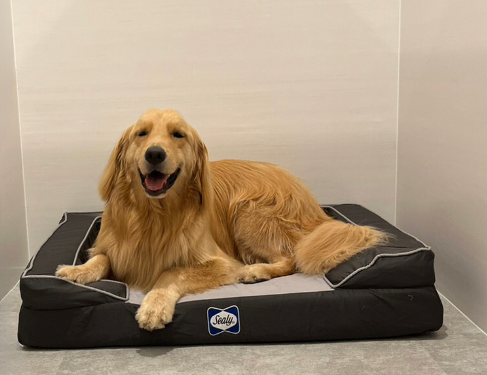 Sealy（シーリー）製のドッグベッド