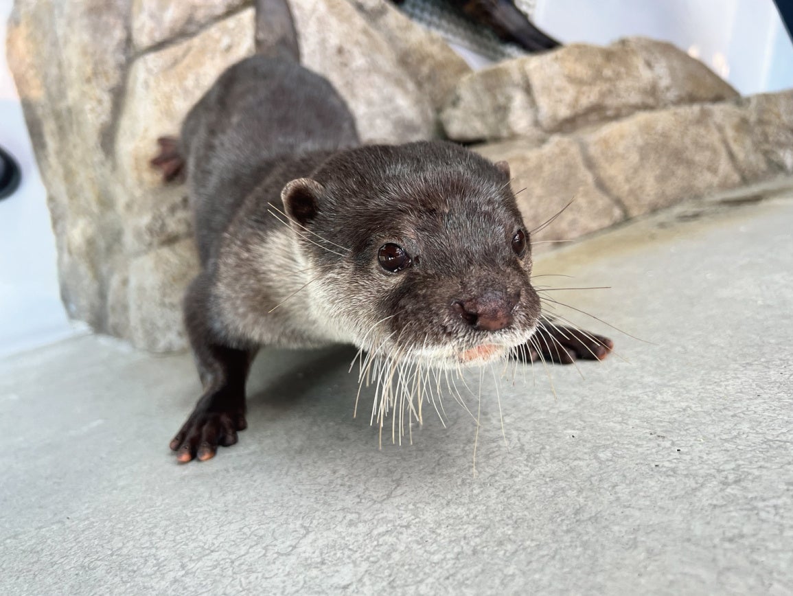誕生日を迎えるコツメカワウソ「げんげん」