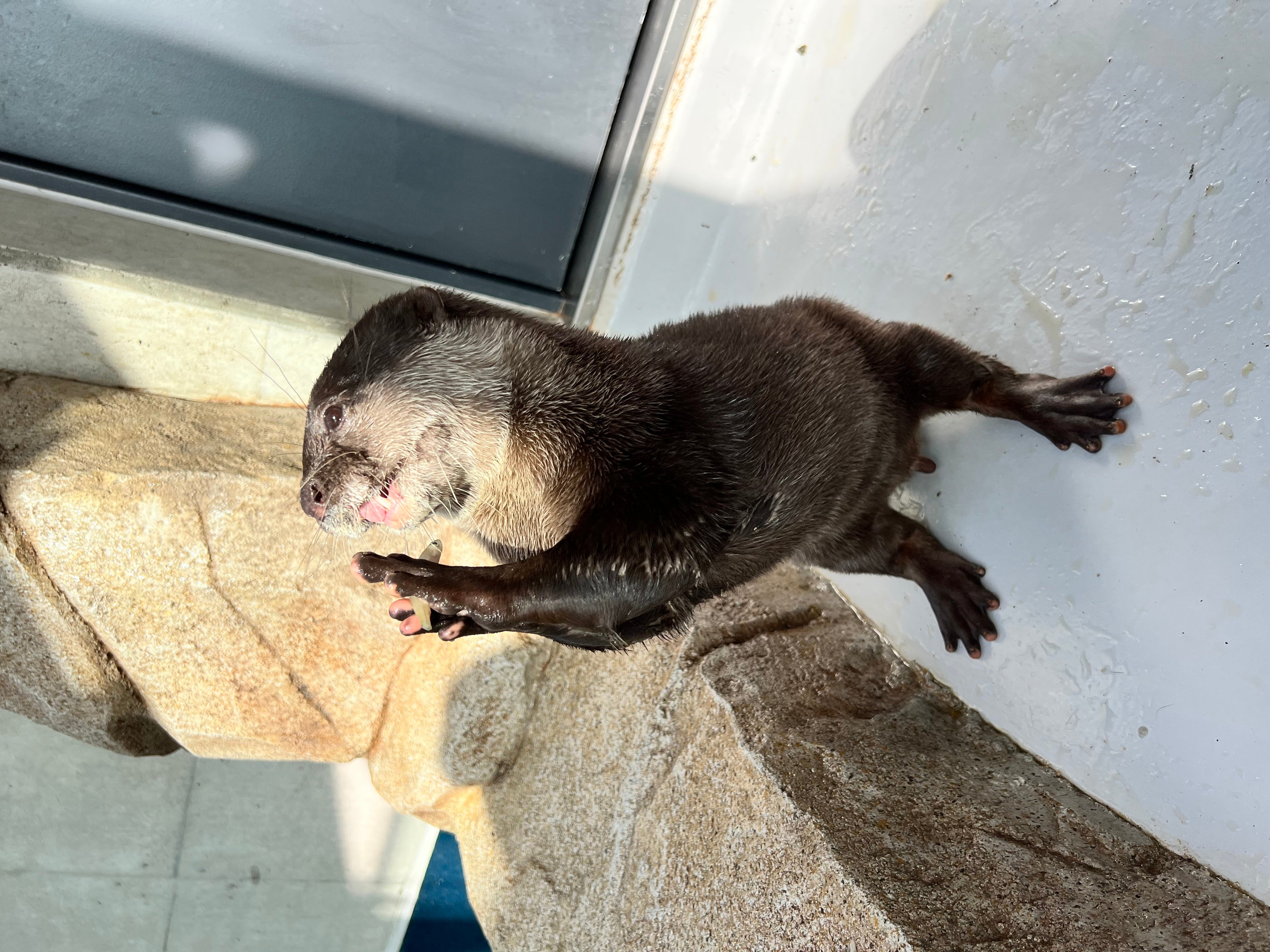 ご飯を食べる「げんげん」