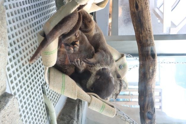 お浜とげんげんが寄り添って寝ている様子