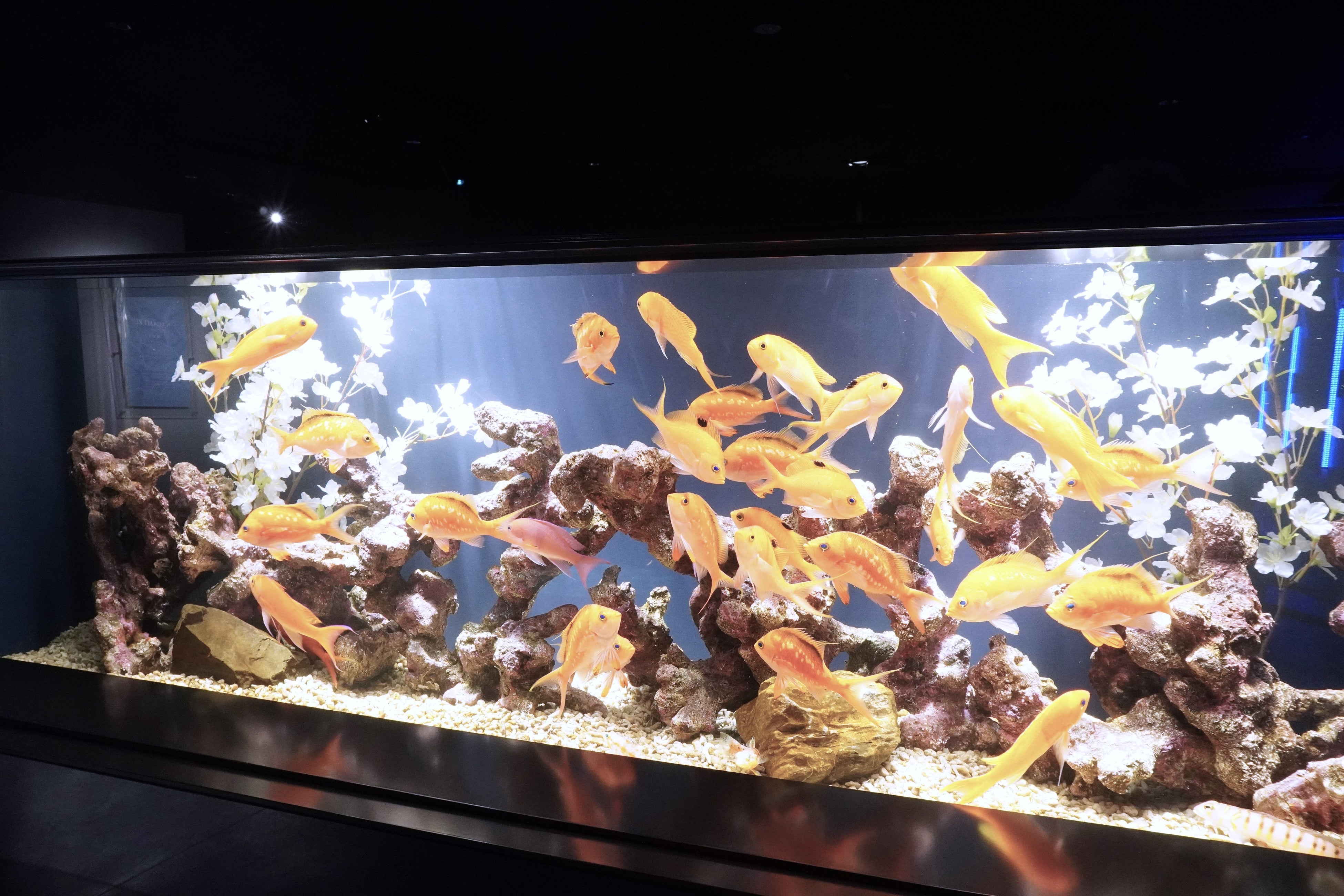 桜が水槽いっぱいに広がる『春のお花見水槽』