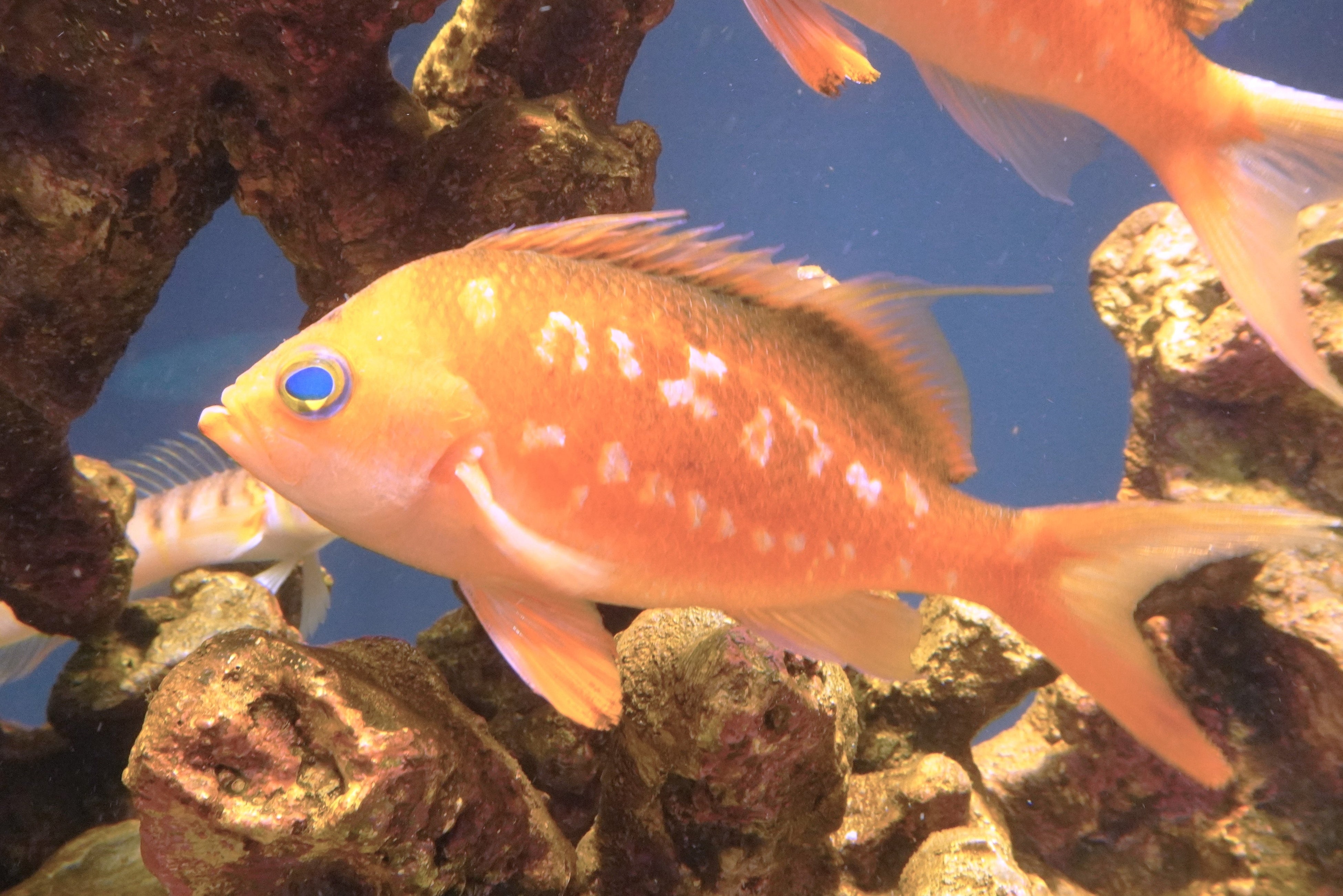 サクラダイ　オス