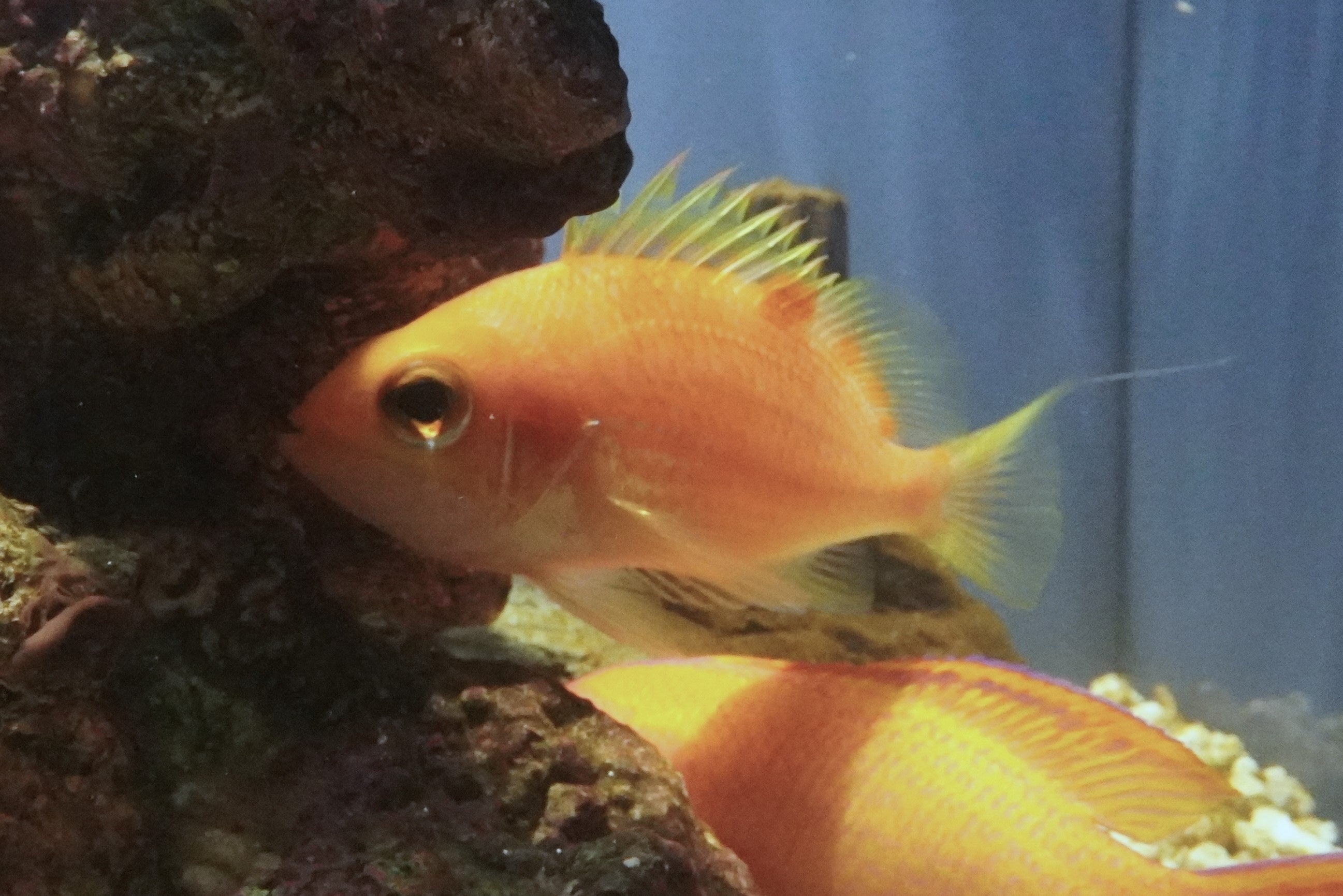 スミツキハナダイ