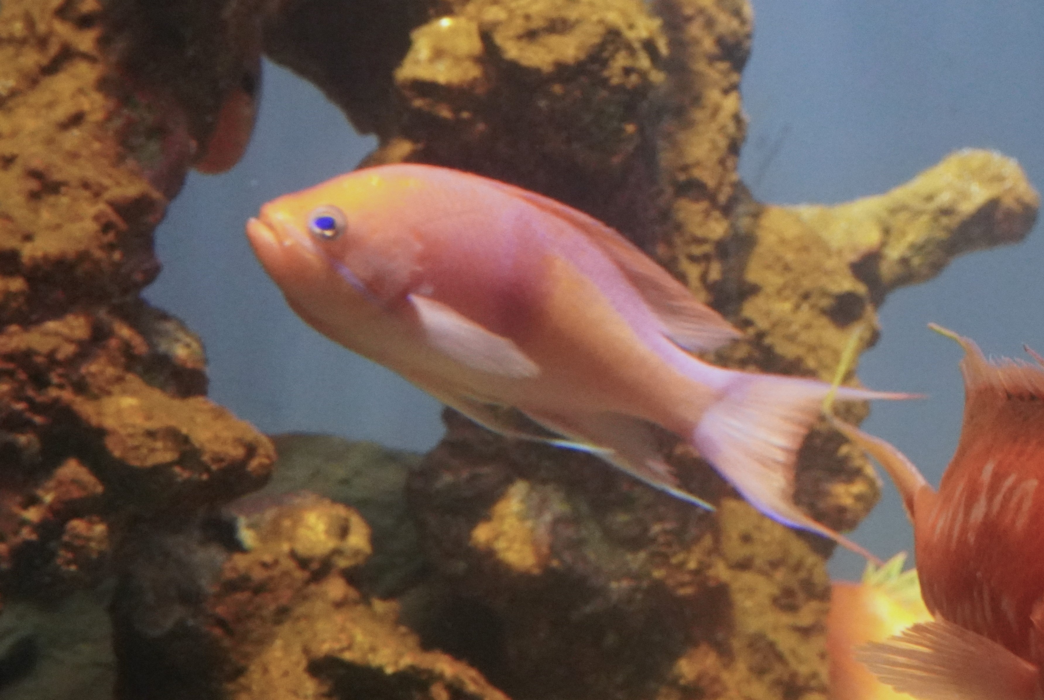 アカオビハナダイ