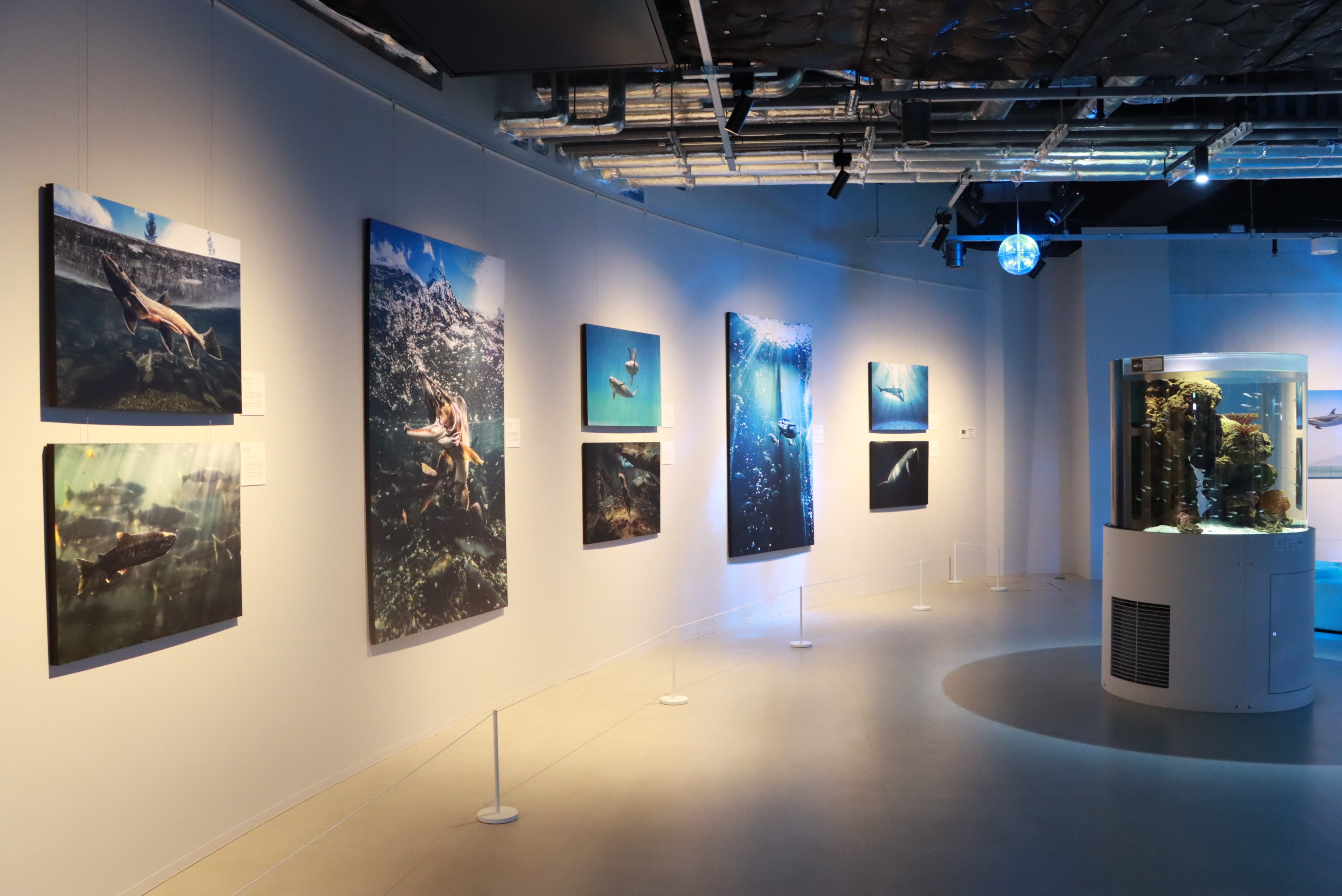 神戸の水族館「átoa」で開催した写真展の様子