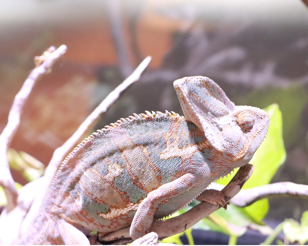 エボシカメレオン