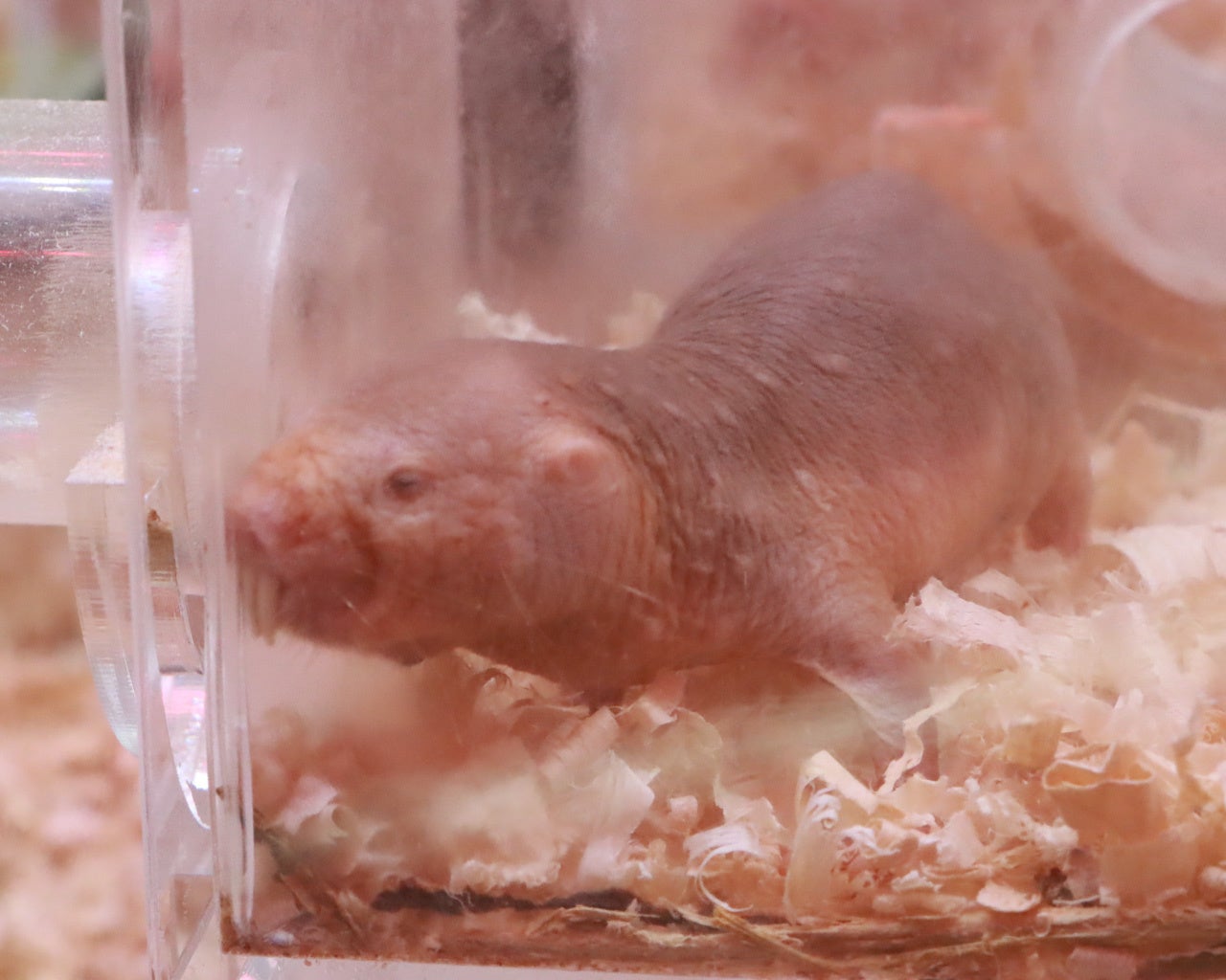 ハダカデバネズミ