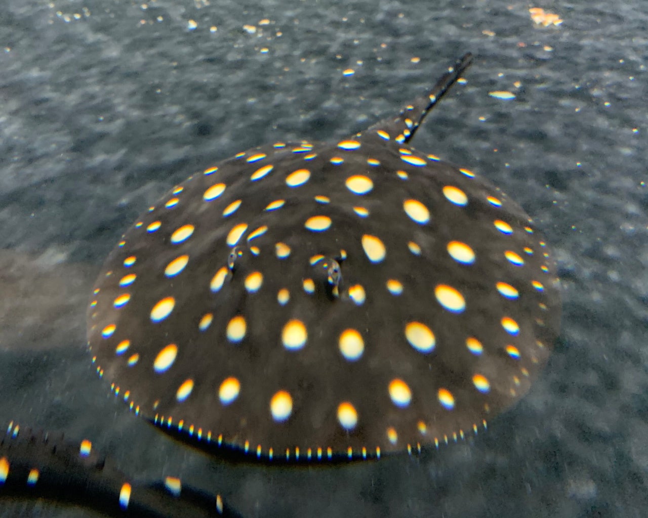 ポルカドットスティングレイ