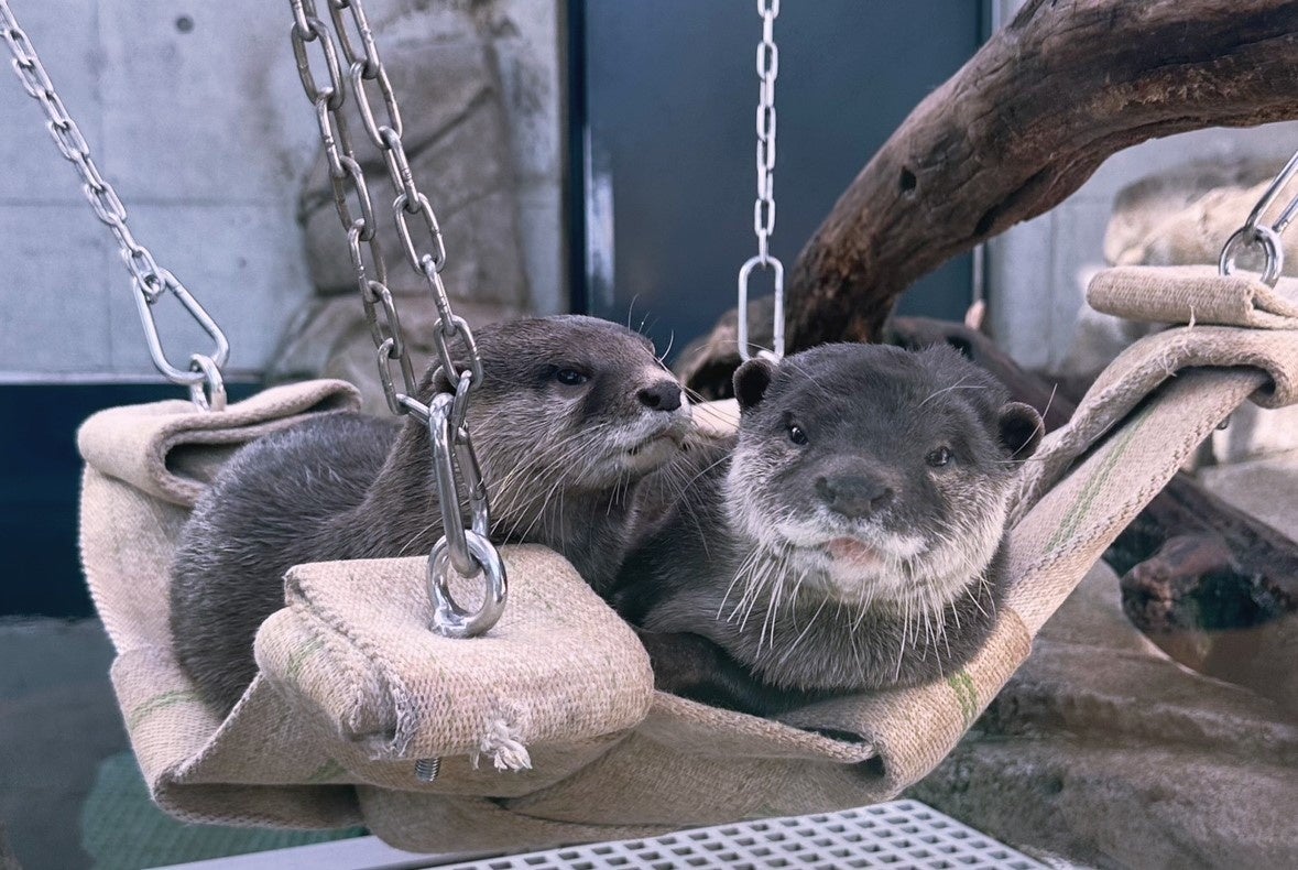 アトアで暮らすコツメカワウソのお浜(左)　げんげん(右)