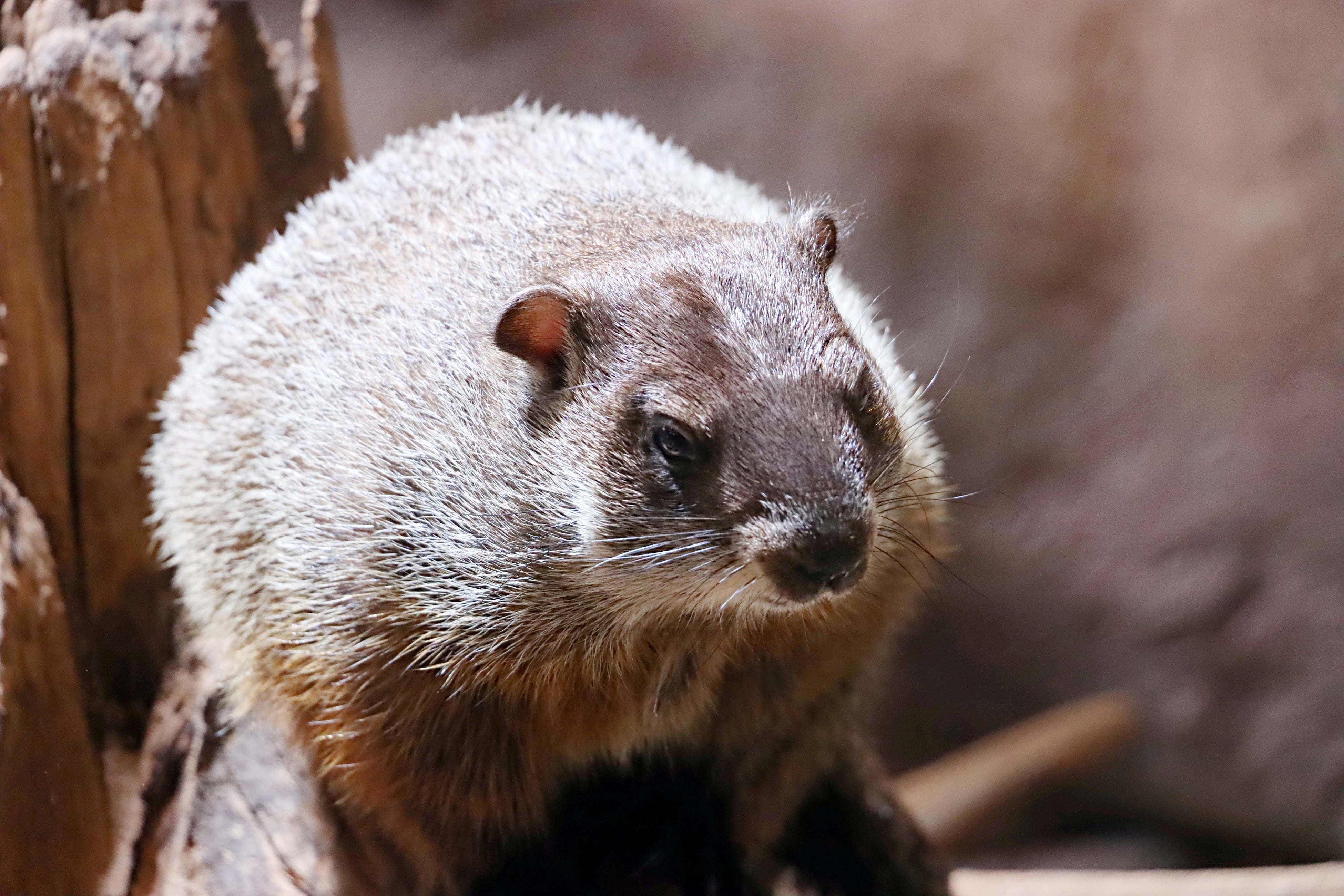 ウッドチャック