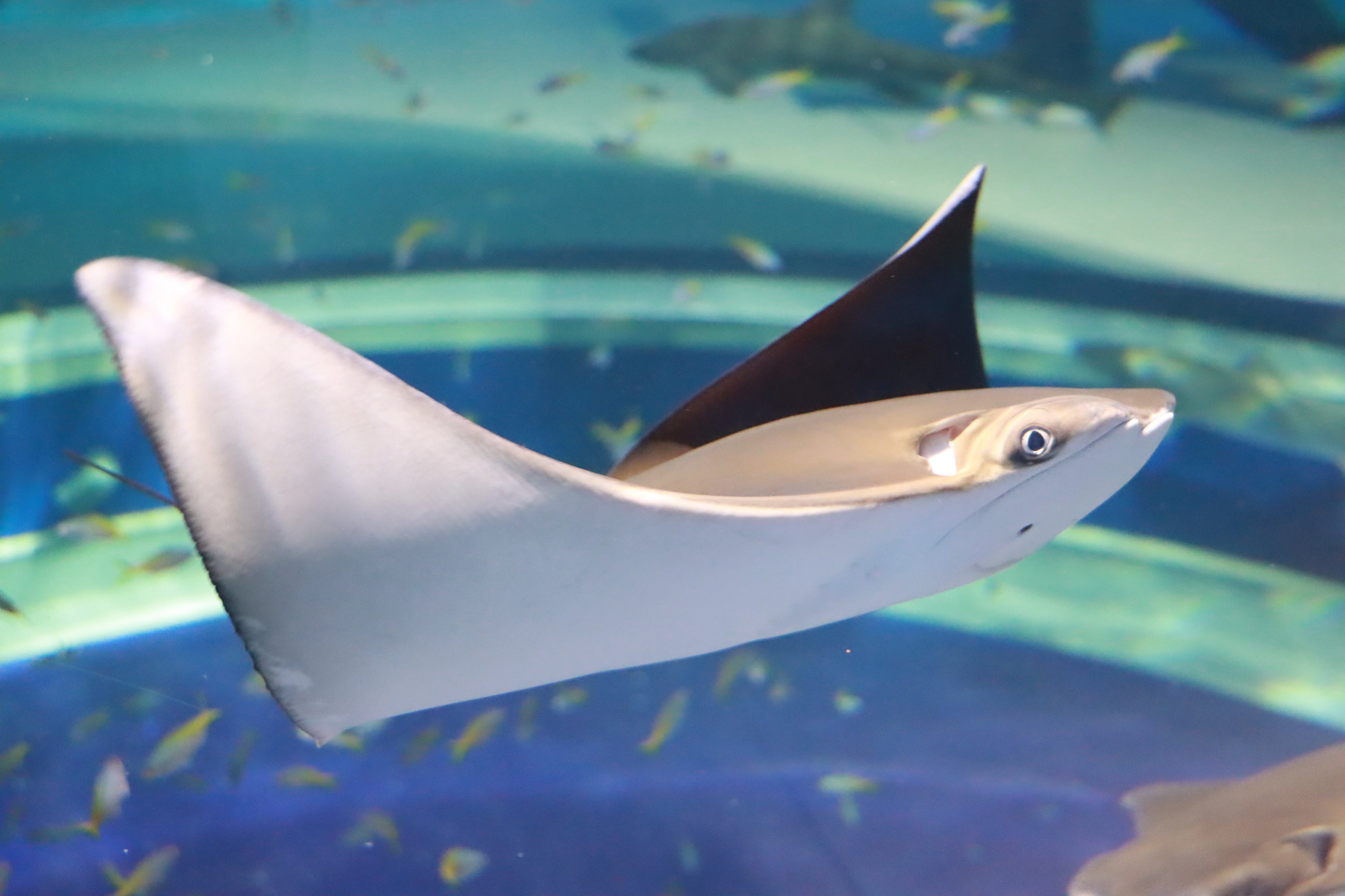 ウシバナトビエイ