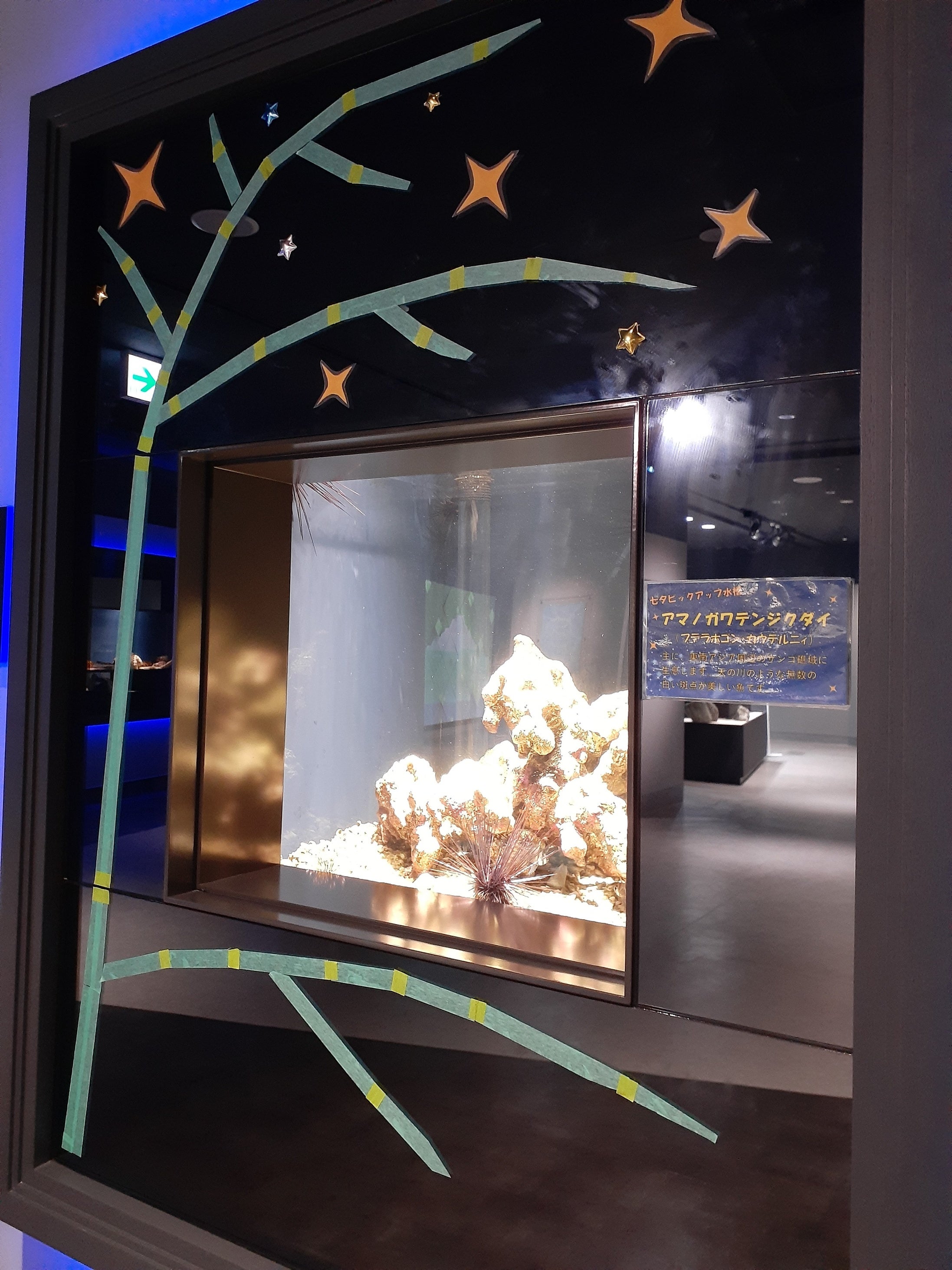 常設展示「シモフリタナバタウオ」が七夕装飾に