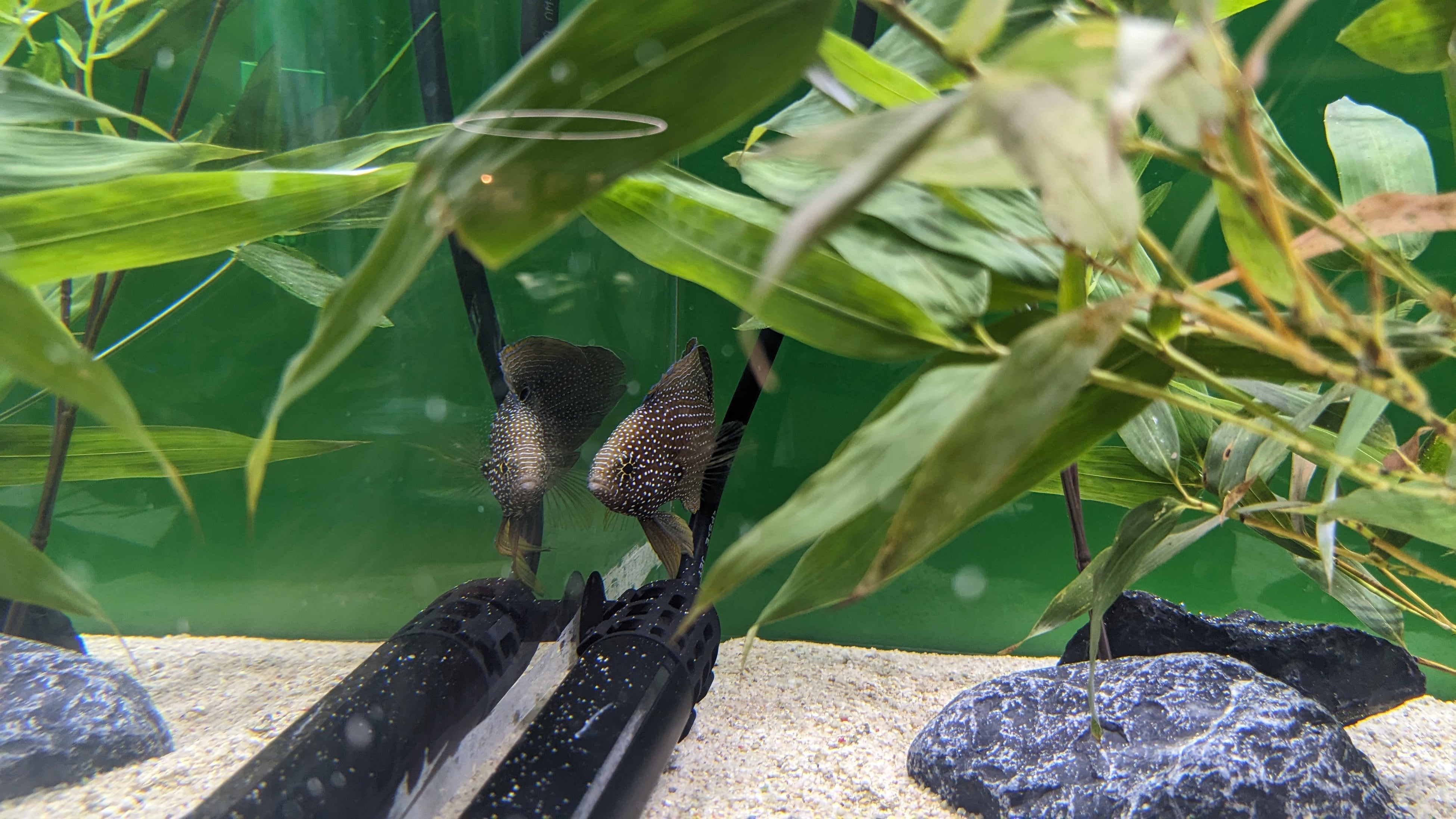 シモフリタナバタウオ