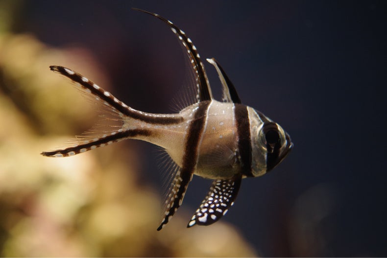 プテラポゴン・カウデルニィ　和名：アマノガワテンジクダイ