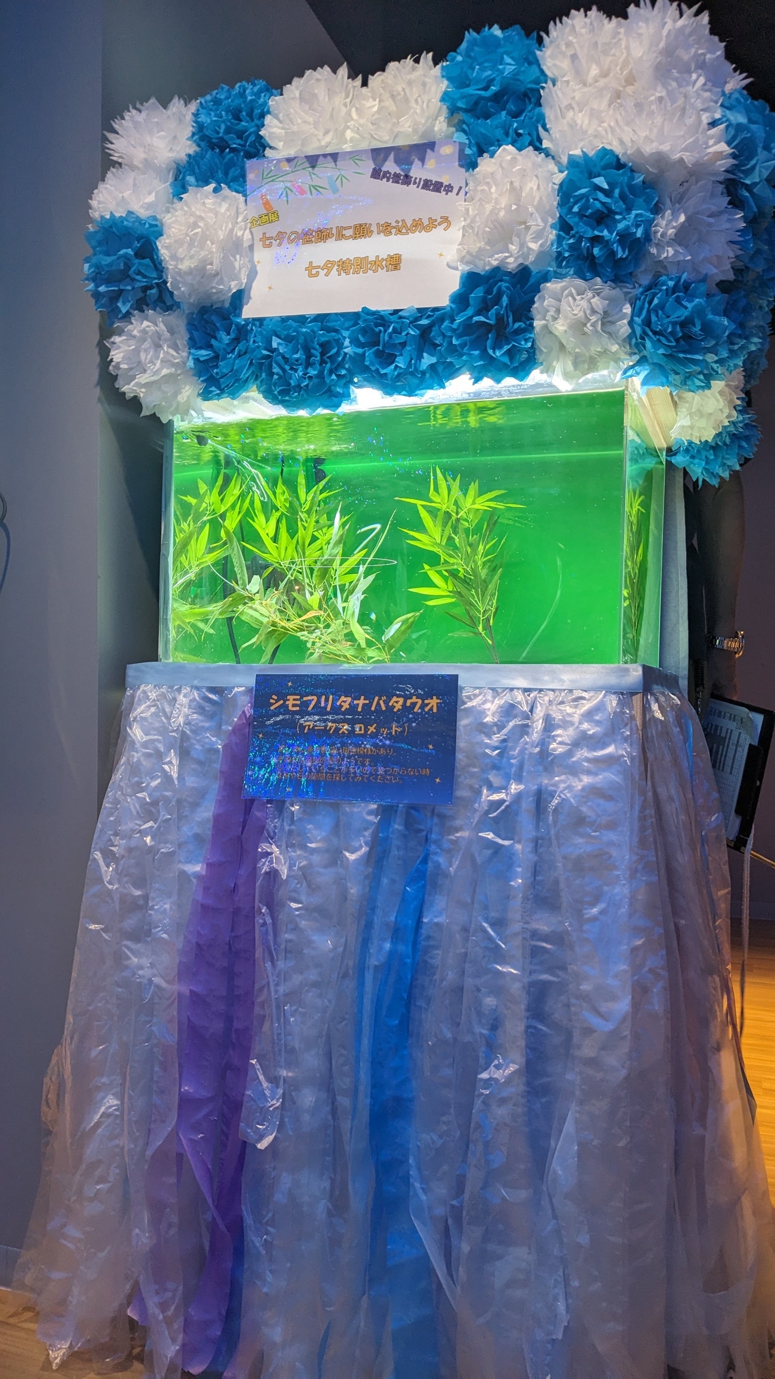 特設水槽「シモフリタナバタウオ」