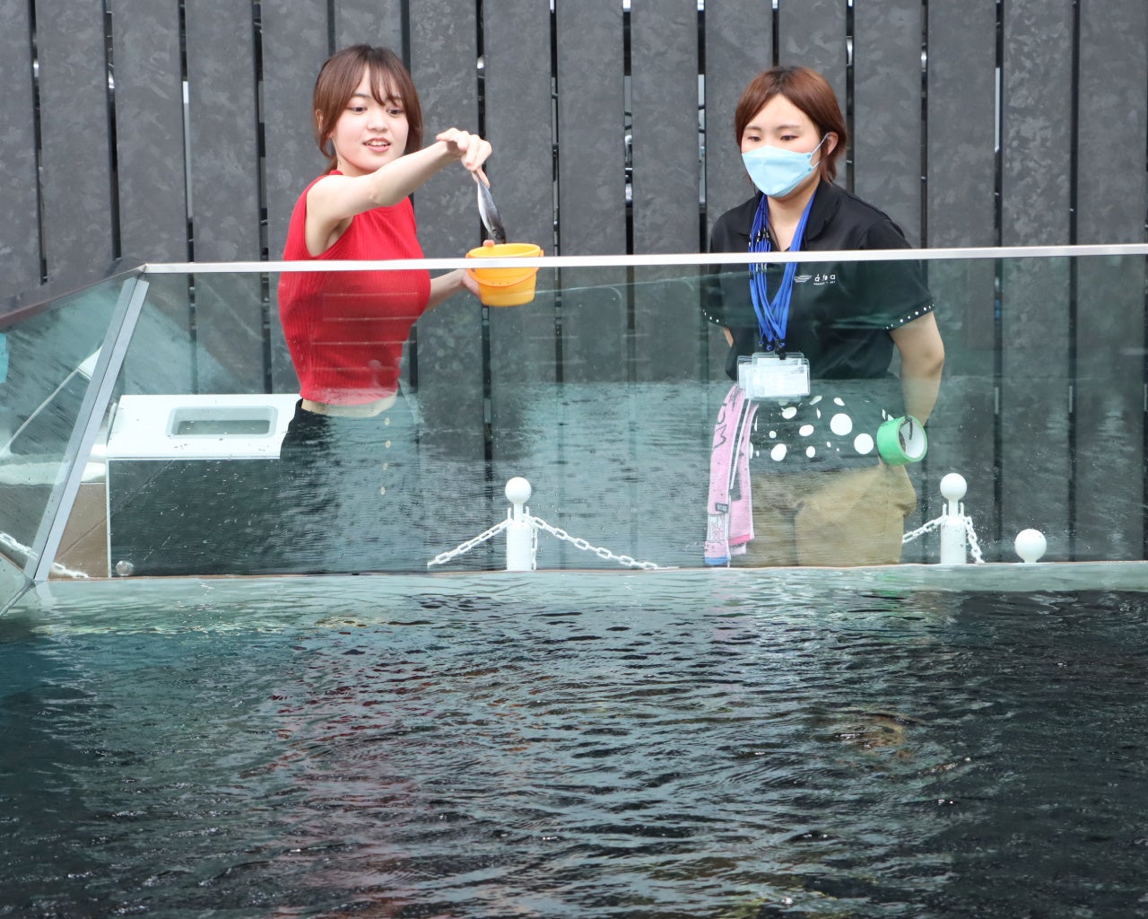 ピラルク餌やり体験の様子（イメージ）