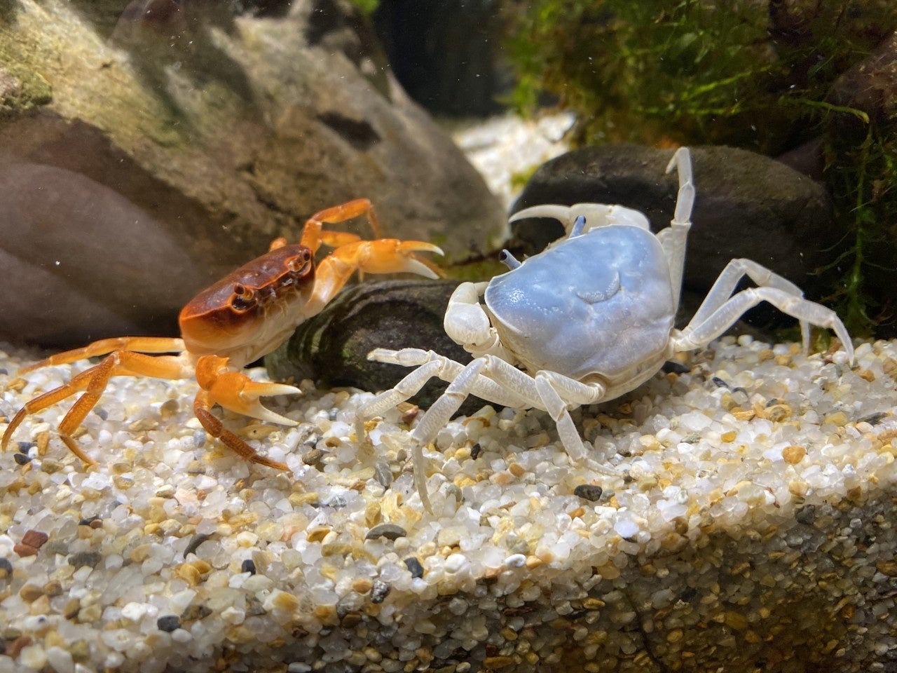 和むエリアで展示しているサワガニ