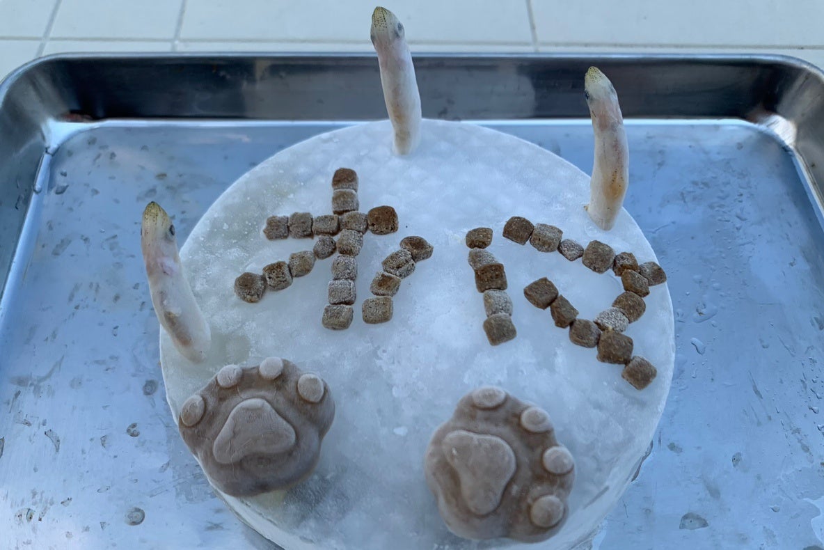 コツメカワウソ「お浜」の3歳の誕生日をお祝い!特別展示も開催中【AQUARIUM×ART átoa】 コツメカワウソ「お浜」の3歳の誕生日をお祝い!特別展示も開催中【AQUARIUM×ART átoa】