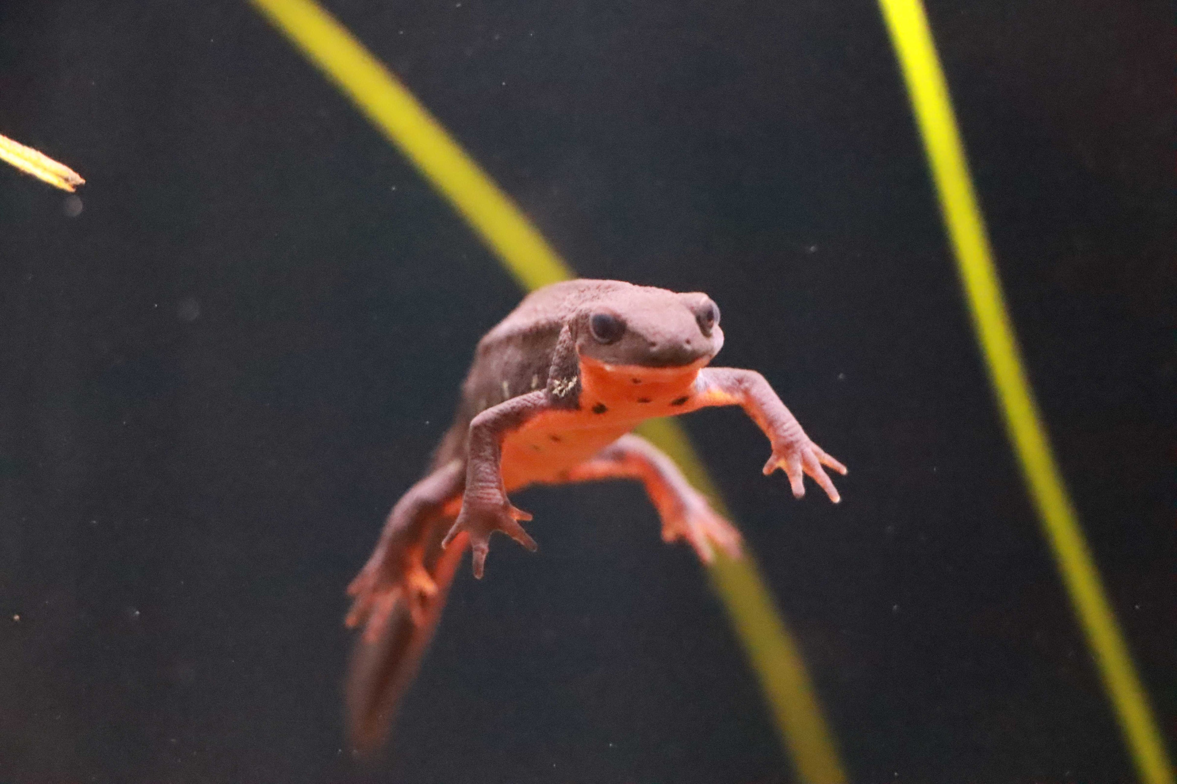 アトアで展示している「オキナワシリケンイモリ」