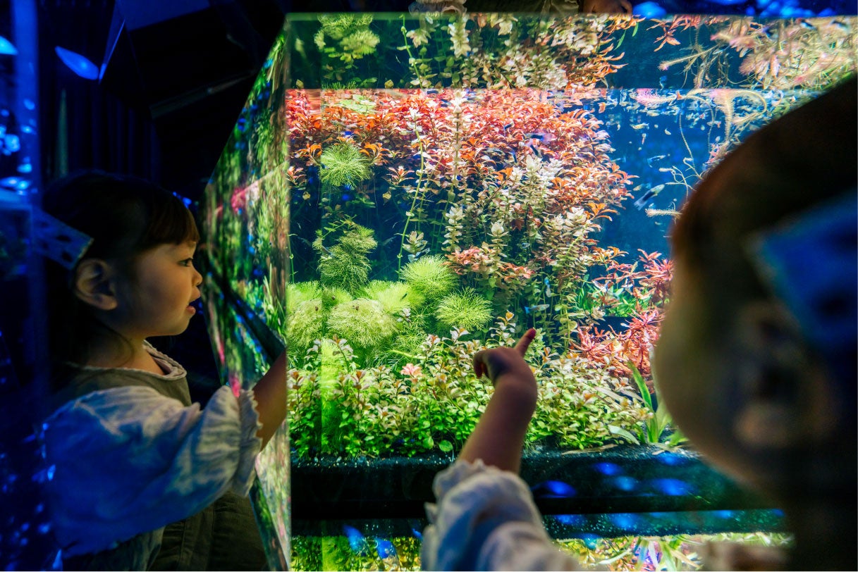 「あなたは夢中で水槽をのぞき」 のんのさん