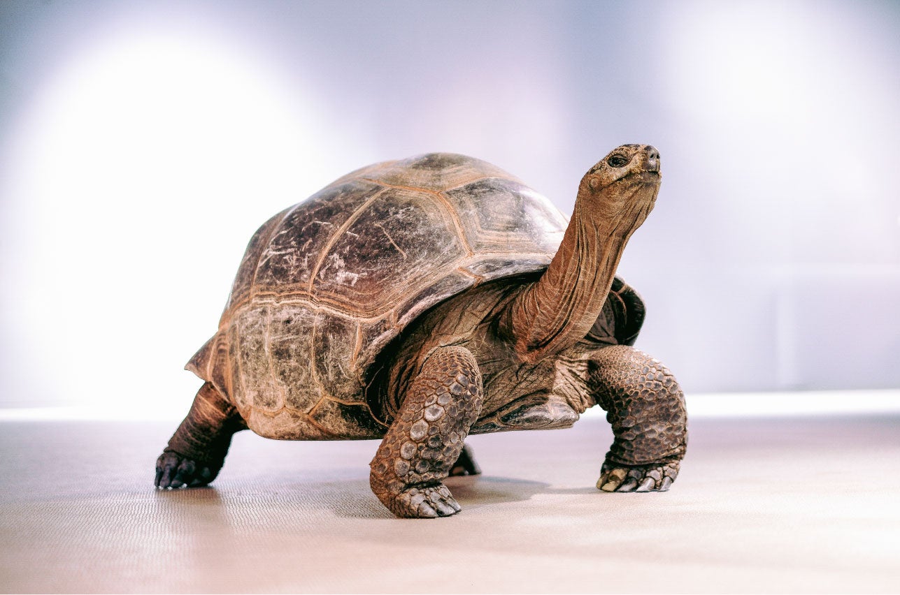 「Am I Beautiful❓」 Usagi76さん