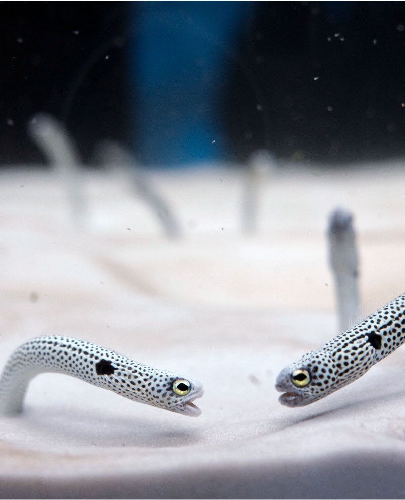 「負けない！」 ゆらのさん