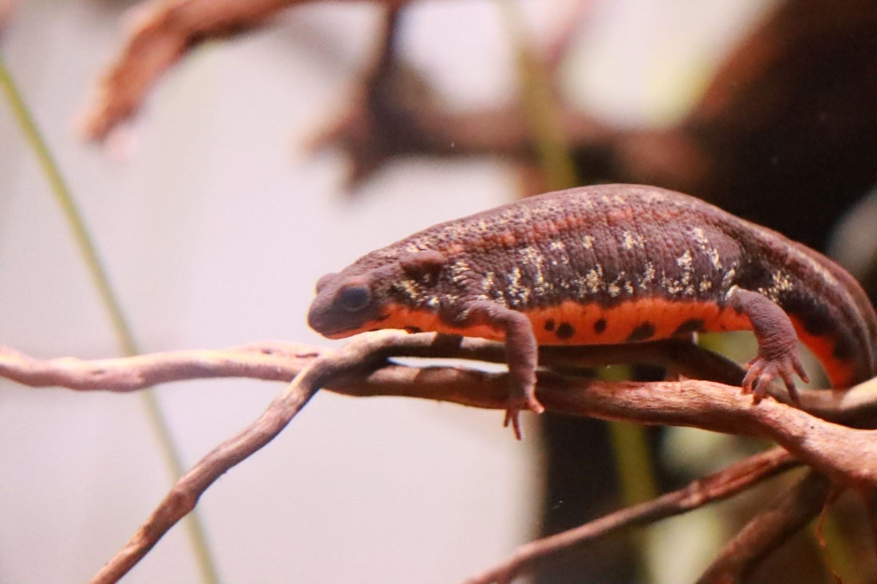 オキナワイシケンイモリ（成体）